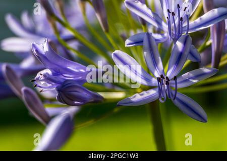 Les fleurs de nénuphars africains bleus se rapprochent sur un fond flou. Lily du Nil Banque D'Images