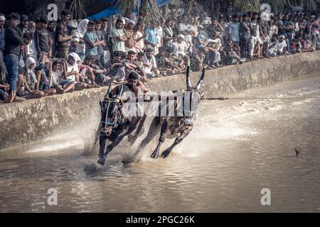 Maramadi est un type de race de bétail menée dans l'État indien du Kerala. La course est un événement traditionnel, 04 octobre 2023 Inde du Sud. Banque D'Images