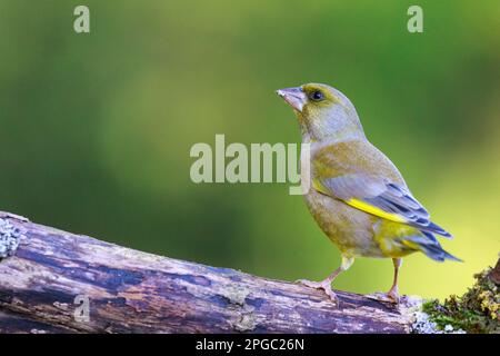 Greenfinch [ Chloris chloris ] oiseau mâle sur une vieille bûche Banque D'Images