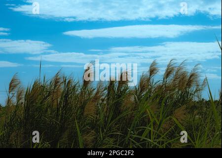 Un grand champ d'herbe verte oscillent dans la brise sous un ciel bleu avec des nuages. Banque D'Images