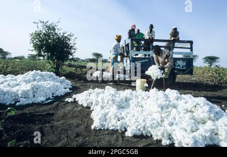 TANZANIE, Shinyanga, cotonnier, petit cultivateur récolte de coton / TANSANIA, Baumwollanbau, Kleinbauern BEI Ernte von Baumwolle Banque D'Images