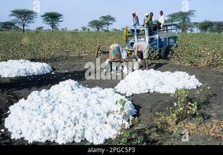 TANZANIE, Shinyanga, cotonnier, petit cultivateur récolte de coton / TANSANIA, Baumwollanbau, Kleinbauern BEI Ernte von Baumwolle Banque D'Images