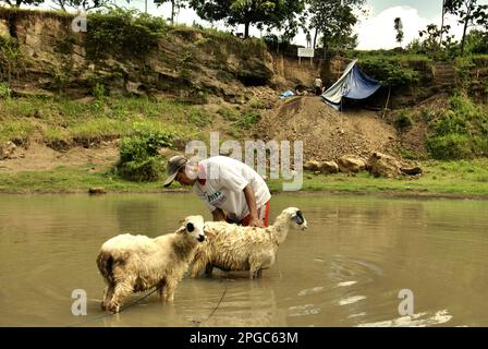 Un villageois se baigner dans un petit étang de Sunggun, village de Mendalem, district de Kradenan, quartier de Blora regency, province de Java centrale, Indonésie. Le changement climatique exposera de plus en plus les travailleurs extérieurs et les animaux au stress thermique, réduisant la capacité de travail, la santé animale, et la production laitière et de viande, selon le rapport de 2023 publié par le Groupe d'experts intergouvernemental sur l'évolution du climat (GIEC), intitulé « changement climatique 2022: Impacts, adaptation et vulnérabilité ». Banque D'Images