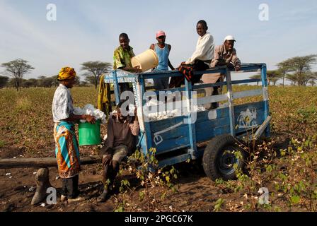 TANZANIE, Shinyanga, cotonnier, petit cultivateur récolte de coton / TANSANIA, Baumwollanbau, Kleinbauern BEI Ernte von Baumwolle Banque D'Images