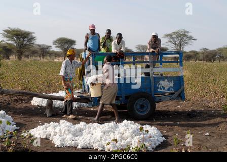 TANZANIE, Shinyanga, cotonnier, petit cultivateur récolte de coton / TANSANIA, Baumwollanbau, Kleinbauern BEI Ernte von Baumwolle Banque D'Images