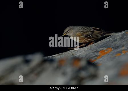 Accentor alpin, Little songbird, petit oiseau de passereau trouvé dans les montagnes plus hautes comme les alpes Banque D'Images