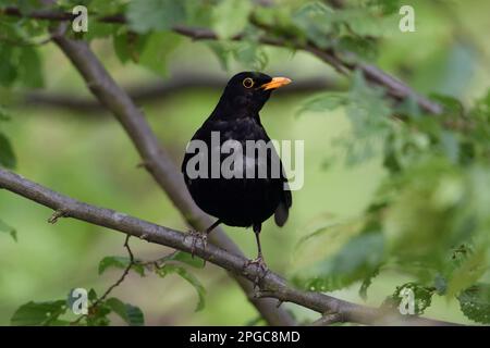Blackbird commun / Amsel ( Turdus merula ) perché sur une branche dans les bois, observant attentivement, la faune, l'Europe. Banque D'Images