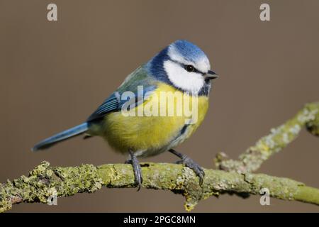 Bluetit perché sur une branche, oiseau de jardin typique, petit, drôle et commun songbird sur toute l'Europe, très détaillé, belle lumière. Banque D'Images