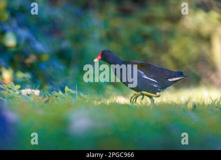 Moorhen [ Gallinula chloropus ] en marchant dans le jardin Banque D'Images