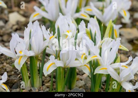 Début du printemps, rocaille, jardin, Hardy, pérenne, plante, Iris White Caucasus, en gros plan, fleurs, Iris reticulata White Irises Banque D'Images