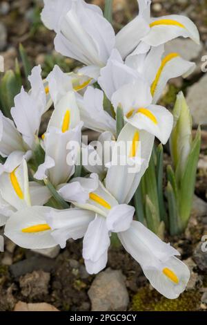 Iris reticulata Dwarf Iris 'White Caucase' beau, blanc, Irises Banque D'Images