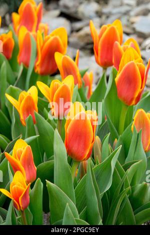 Tulipe à nénuphars, printemps, petit, tulipes, jaune orange, Tulipa kaufmanniana 'Shakespeare', tulipe, plante, Blooms Banque D'Images