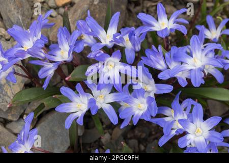 Gloire-de-la-neige, Scilla 'Blue Giant', Chionodoxa, Scilla forbesii Banque D'Images