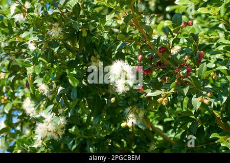 Syzygium smithii un vert éternel australien en fleur Banque D'Images