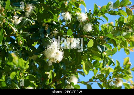 Syzygium smithii un vert éternel australien en fleur Banque D'Images