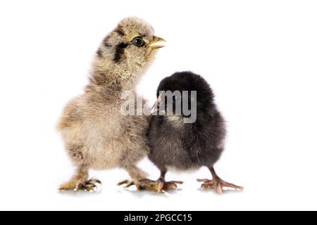 Deux poulets isolés sur blanc Banque D'Images