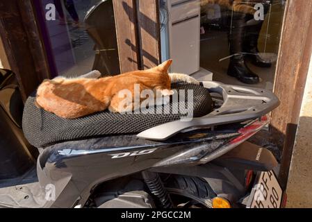 Un chat errant s'est endormi au soleil sur un siège de mobylette, à Cesme, Turquie, décembre 2022 Banque D'Images