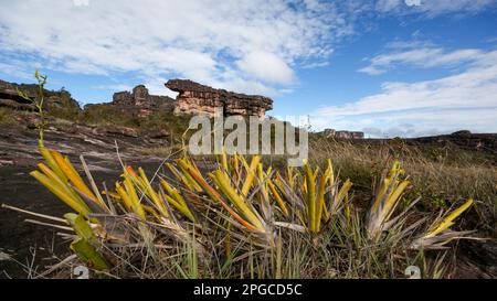 Bromeliad plantes (Brocchinia réducta) sur le plateau de la montagne de la table Auyan tepui, Venezuela Banque D'Images