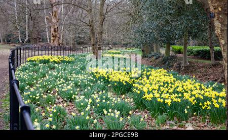 Jonquilles jaunes au printemps, Langley, Royaume-Uni Banque D'Images