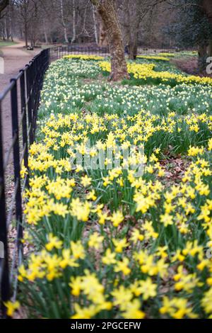 Jonquilles jaunes au printemps, Langley, Royaume-Uni Banque D'Images