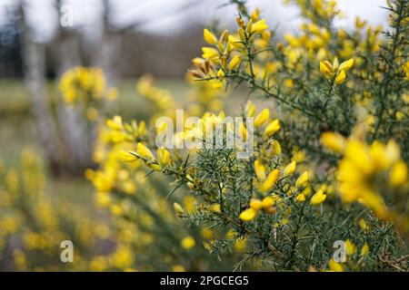 La Gorse jaune fleurit au printemps, Langley Park, Royaume-Uni Banque D'Images