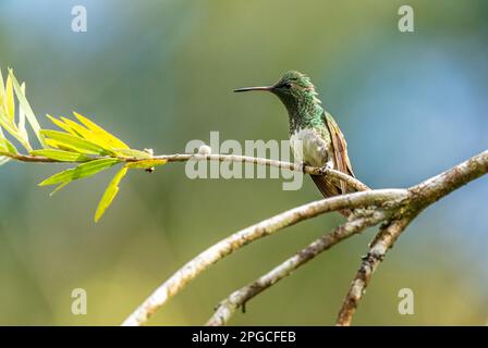 Colibri à ventre enneigé - Saucerottia edward, beau petit colibri coloré des bois et des jardins d'Amérique latine, Volcán, Panama. Banque D'Images