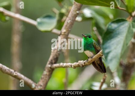 Colibri à ventre enneigé - Saucerottia edward, beau petit colibri coloré des bois et des jardins d'Amérique latine, Volcán, Panama. Banque D'Images