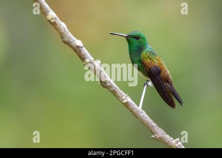 Colibri à ventre enneigé - Saucerottia edward, beau petit colibri coloré des bois et des jardins d'Amérique latine, Volcán, Panama. Banque D'Images