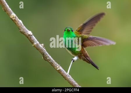 Colibri à ventre enneigé - Saucerottia edward, beau petit colibri coloré des bois et des jardins d'Amérique latine, Volcán, Panama. Banque D'Images