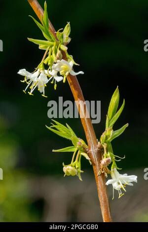 Honeysuckle, Lonicera purpusii "Winter Beauty" Banque D'Images