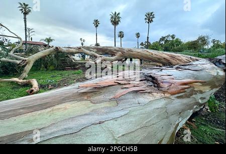 Carpinteria, Californie, États-Unis. 21st mars 2023. Gros plan d'arbre tombé sur le sol sur 21 mars 2023, en raison de fortes pluies et de vents le long de l'avenue Linden, à Carpinteria, CA, près de la plage d'État de Carpinteria, dans le comté de Santa Barbara. (Credit image: © Amy Katz/ZUMA Press Wire) USAGE ÉDITORIAL SEULEMENT! Non destiné À un usage commercial ! Banque D'Images