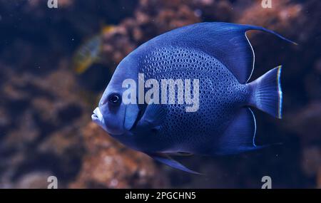 Le poisson d'Aracana ornata est sous l'eau. Vue rapprochée. La vie dans l'océan Banque D'Images