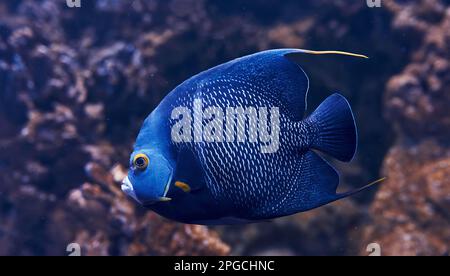 Le poisson d'Aracana ornata est sous l'eau. Vue rapprochée. La vie dans l'océan Banque D'Images