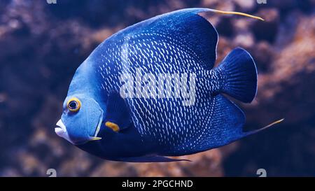 Le poisson d'Aracana ornata est sous l'eau. Vue rapprochée. La vie dans l'océan Banque D'Images