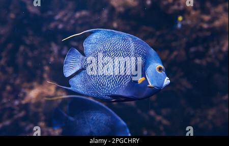 Le poisson d'Aracana ornata est sous l'eau. Vue rapprochée. La vie dans l'océan Banque D'Images