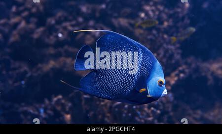 Le poisson d'Aracana ornata est sous l'eau. Vue rapprochée. La vie dans l'océan Banque D'Images