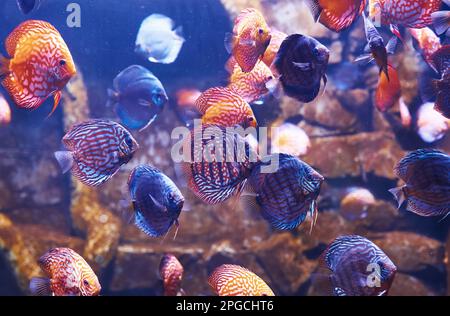 Aracana ornata et orchidée aulonocara. Vue sous-marine en gros plan sur les poissons tropicaux. La vie dans l'océan Banque D'Images