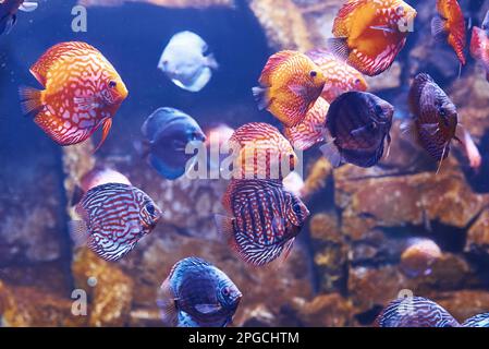 Aracana ornata et orchidée aulonocara. Vue sous-marine en gros plan sur les poissons tropicaux. La vie dans l'océan Banque D'Images