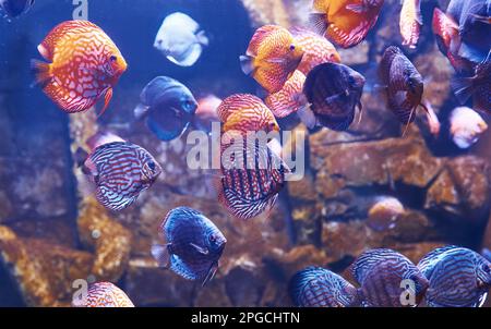 Aracana ornata et orchidée aulonocara. Vue sous-marine en gros plan sur les poissons tropicaux. La vie dans l'océan Banque D'Images