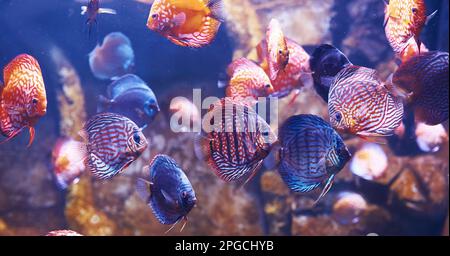 Aracana ornata et orchidée aulonocara. Vue sous-marine en gros plan sur les poissons tropicaux. La vie dans l'océan Banque D'Images