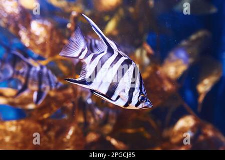 Enoplosus armatus. Vue sous-marine en gros plan sur les poissons tropicaux. La vie dans l'océan Banque D'Images