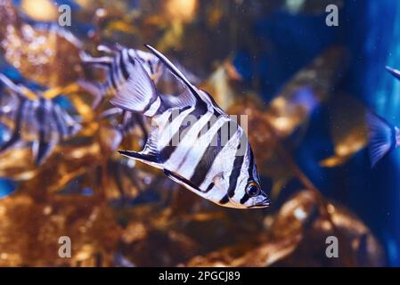 Enoplosus armatus. Vue sous-marine en gros plan sur les poissons tropicaux. La vie dans l'océan Banque D'Images