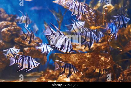 Enoplosus armatus. Vue sous-marine en gros plan sur les poissons tropicaux. La vie dans l'océan Banque D'Images