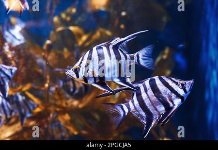 Enoplosus armatus. Vue sous-marine en gros plan sur les poissons tropicaux. La vie dans l'océan Banque D'Images