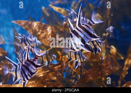 Enoplosus armatus. Vue sous-marine en gros plan sur les poissons tropicaux. La vie dans l'océan Banque D'Images