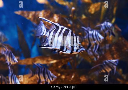 Enoplosus armatus. Vue sous-marine en gros plan sur les poissons tropicaux. La vie dans l'océan Banque D'Images