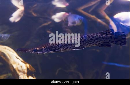 Pangasiidae nabon. Vue sous-marine en gros plan sur les poissons tropicaux. La vie dans l'océan Banque D'Images