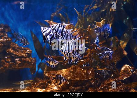 Enoplosus armatus. Vue sous-marine en gros plan sur les poissons tropicaux. La vie dans l'océan Banque D'Images