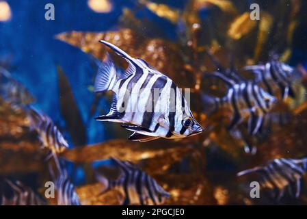 Enoplosus armatus. Vue sous-marine en gros plan sur les poissons tropicaux. La vie dans l'océan Banque D'Images