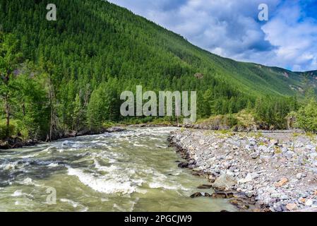 La rivière de montagne rapide Chuya avec de l'eau boueuse coule entre les rochers avec une forêt et une rive de pierre en Altaï. Banque D'Images